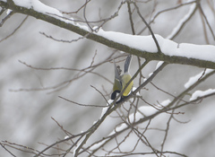 Parus major