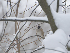 Passer montanus