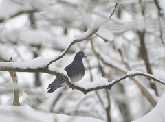 Columba livia domestica