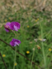 Lathyrus hirsutus