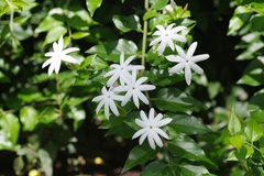 Jasminum laurifolium