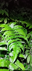 Dryopteris scottii
