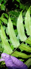 Dryopteris scottii