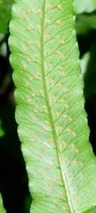 Dryopteris scottii