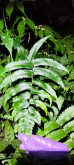 Dryopteris scottii
