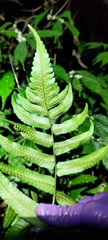 Dryopteris scottii