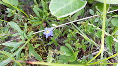 Gentiana aquatica pseudoaquatica