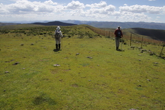 Cyperus teneristolon