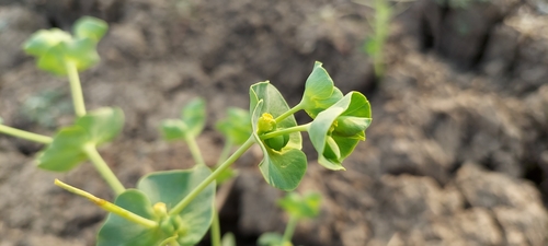 Euphorbia rothiana, 2022-02-14