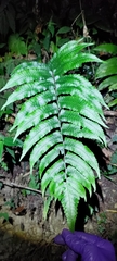 Dryopteris scottii