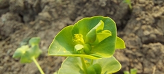 Euphorbia rothiana
