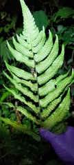 Dryopteris scottii