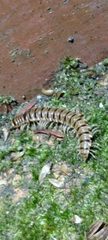 Chamberlinius hualienensis