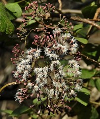 Kaunia lasiophthalma