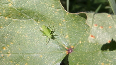 Odontura glabricauda
