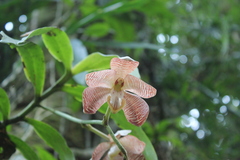 Arachnis cathcartii