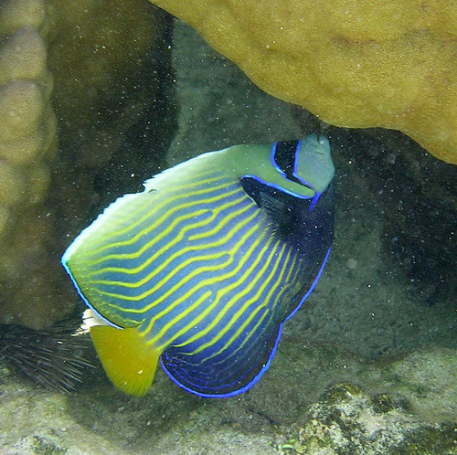 Emperor angelfish