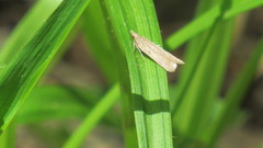Dichomeris ligulella