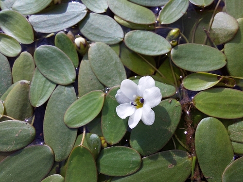 Limosella inflata (Limosella inflata)