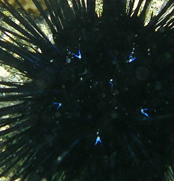 Savigny's Longspine Sea Urchin