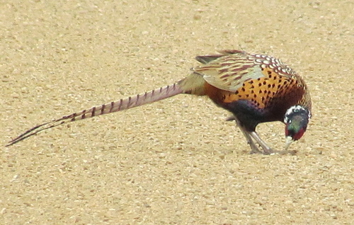 Ring-necked Pheasant