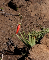 Gladiolus saundersii