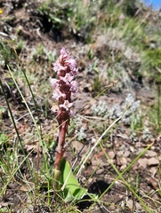 Satyrium longicauda