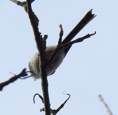 Aegithalos caudatus