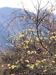 Sassafras randaiense