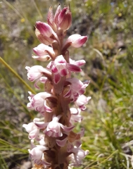 Satyrium longicauda