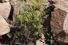 Cheilanthes quadripinnata