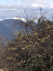 Sassafras randaiense