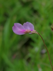 Vicia parviflora