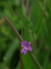 Vicia parviflora