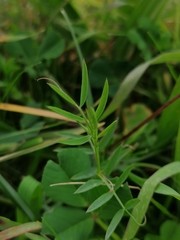 Vicia parviflora