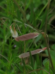 Vicia parviflora
