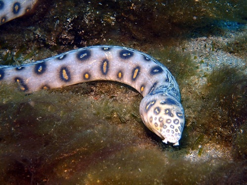 Dark-spotted snake eel (Myrichthys ocellatus) — Ophichthidae — 2
