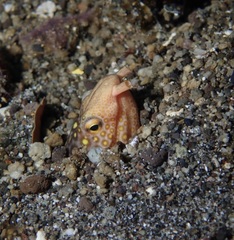 Ophichthus polyophthalmus