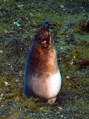 Pisodonophis cancrivorus