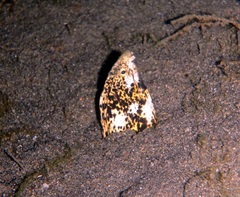 Callechelys marmorata