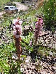 Disa fragrans