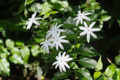 Jasminum laurifolium
