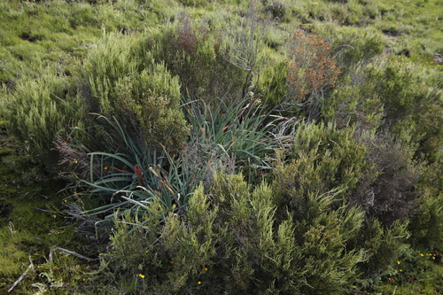 Image of Kniphofia caulescens by (c) Tony Rebelo, some rights reserved (CC BY-SA)