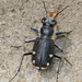 Wrinkle-fronted Tiger Beetle - Photo (c) Judy Gallagher, some rights reserved (CC BY), uploaded by Judy Gallagher
