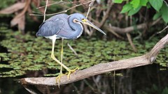 Egretta tricolor image