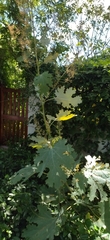 Macleaya