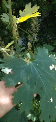 Macleaya