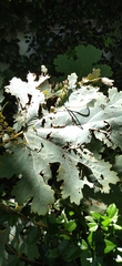 Macleaya