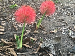 Scadoxus