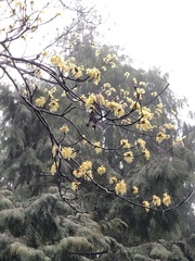 Sassafras randaiense